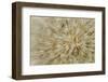 Salsify or Oyster Plant Seed Pod, Louisville, Kentucky, Tragopogon Porrifoliu-Adam Jones-Framed Photographic Print