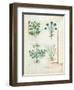 Salt Bush with Anthora and Absinthium and Cardamom, The Simple Book of Medicines-Robinet Testard-Framed Giclee Print