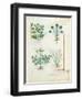 Salt Bush with Anthora and Absinthium and Cardamom, The Simple Book of Medicines-Robinet Testard-Framed Giclee Print