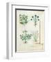 Salt Bush with Anthora and Absinthium and Cardamom, The Simple Book of Medicines-Robinet Testard-Framed Giclee Print