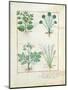 Salt Bush with Anthora and Absinthium and Cardamom, The Simple Book of Medicines-Robinet Testard-Mounted Giclee Print