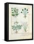 Salt Bush with Anthora and Absinthium and Cardamom, The Simple Book of Medicines-Robinet Testard-Framed Stretched Canvas