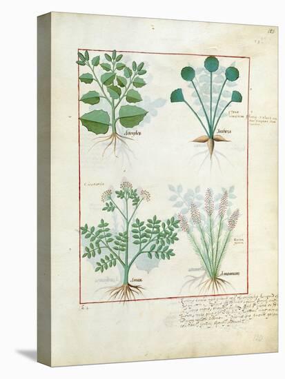 Salt Bush with Anthora and Absinthium and Cardamom, The Simple Book of Medicines-Robinet Testard-Stretched Canvas