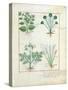 Salt Bush with Anthora and Absinthium and Cardamom, The Simple Book of Medicines-Robinet Testard-Stretched Canvas