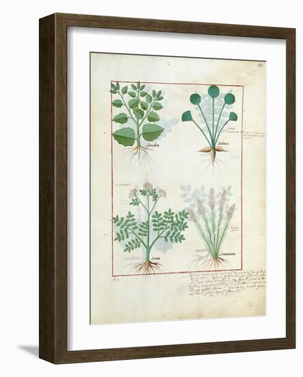 Salt Bush with Anthora and Absinthium and Cardamom, The Simple Book of Medicines-Robinet Testard-Framed Giclee Print