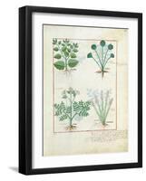 Salt Bush with Anthora and Absinthium and Cardamom, The Simple Book of Medicines-Robinet Testard-Framed Giclee Print