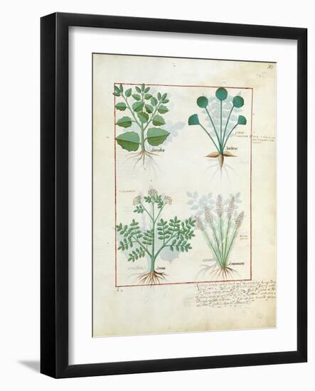 Salt Bush with Anthora and Absinthium and Cardamom, The Simple Book of Medicines-Robinet Testard-Framed Giclee Print