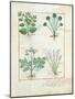 Salt Bush with Anthora and Absinthium and Cardamom, The Simple Book of Medicines-Robinet Testard-Mounted Giclee Print