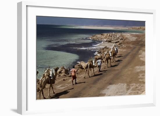 Salt Caravan in Djibouti, Going from Assal Lake to Ethiopian Mountains, Djibouti, Africa-Olivier Goujon-Framed Photographic Print