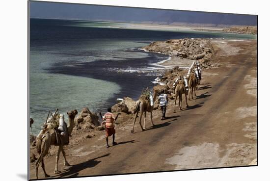 Salt Caravan in Djibouti, Going from Assal Lake to Ethiopian Mountains, Djibouti, Africa-Olivier Goujon-Mounted Photographic Print
