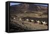 Salt Caravan in Djibouti, Going from Assal Lake to Ethiopian Mountains, Djibouti, Africa-Olivier Goujon-Framed Stretched Canvas