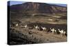 Salt Caravan in Djibouti, Going from Assal Lake to Ethiopian Mountains, Djibouti, Africa-Olivier Goujon-Stretched Canvas