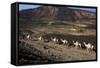 Salt Caravan in Djibouti, Going from Assal Lake to Ethiopian Mountains, Djibouti, Africa-Olivier Goujon-Framed Stretched Canvas