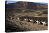 Salt Caravan in Djibouti, Going from Assal Lake to Ethiopian Mountains, Djibouti, Africa-Olivier Goujon-Stretched Canvas