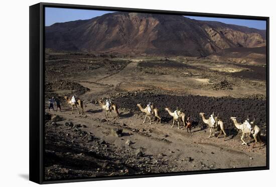 Salt Caravan in Djibouti, Going from Assal Lake to Ethiopian Mountains, Djibouti, Africa-Olivier Goujon-Framed Stretched Canvas