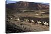 Salt Caravan in Djibouti, Going from Assal Lake to Ethiopian Mountains, Djibouti, Africa-Olivier Goujon-Stretched Canvas