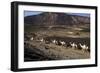 Salt Caravan in Djibouti, Going from Assal Lake to Ethiopian Mountains, Djibouti, Africa-Olivier Goujon-Framed Photographic Print