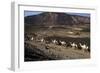 Salt Caravan in Djibouti, Going from Assal Lake to Ethiopian Mountains, Djibouti, Africa-Olivier Goujon-Framed Photographic Print