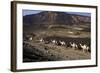 Salt Caravan in Djibouti, Going from Assal Lake to Ethiopian Mountains, Djibouti, Africa-Olivier Goujon-Framed Photographic Print