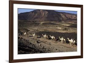 Salt Caravan in Djibouti, Going from Assal Lake to Ethiopian Mountains, Djibouti, Africa-Olivier Goujon-Framed Photographic Print