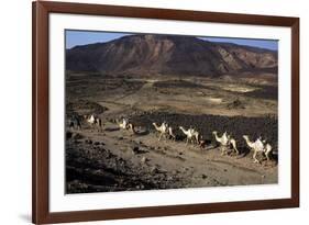 Salt Caravan in Djibouti, Going from Assal Lake to Ethiopian Mountains, Djibouti, Africa-Olivier Goujon-Framed Photographic Print
