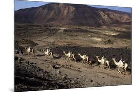 Salt Caravan in Djibouti, Going from Assal Lake to Ethiopian Mountains, Djibouti, Africa-Olivier Goujon-Mounted Photographic Print