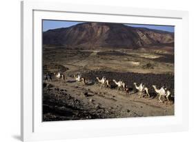 Salt Caravan in Djibouti, Going from Assal Lake to Ethiopian Mountains, Djibouti, Africa-Olivier Goujon-Framed Photographic Print