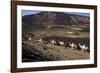 Salt Caravan in Djibouti, Going from Assal Lake to Ethiopian Mountains, Djibouti, Africa-Olivier Goujon-Framed Photographic Print