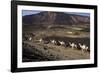 Salt Caravan in Djibouti, Going from Assal Lake to Ethiopian Mountains, Djibouti, Africa-Olivier Goujon-Framed Photographic Print