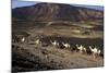 Salt Caravan in Djibouti, Going from Assal Lake to Ethiopian Mountains, Djibouti, Africa-Olivier Goujon-Mounted Photographic Print