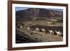 Salt Caravan in Djibouti, Going from Assal Lake to Ethiopian Mountains, Djibouti, Africa-Olivier Goujon-Framed Photographic Print