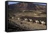 Salt Caravan in Djibouti, Going from Assal Lake to Ethiopian Mountains, Djibouti, Africa-Olivier Goujon-Framed Stretched Canvas