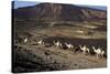 Salt Caravan in Djibouti, Going from Assal Lake to Ethiopian Mountains, Djibouti, Africa-Olivier Goujon-Stretched Canvas