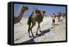 Salt Caravan in Djibouti, Going from Assal Lake to Ethiopian Mountains, Djibouti, Africa-Olivier Goujon-Framed Stretched Canvas