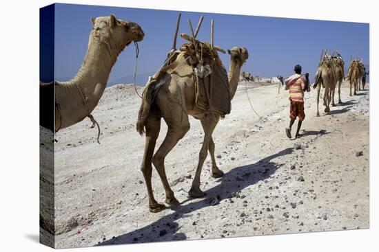 Salt Caravan in Djibouti, Going from Assal Lake to Ethiopian Mountains, Djibouti, Africa-Olivier Goujon-Stretched Canvas