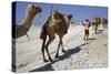 Salt Caravan in Djibouti, Going from Assal Lake to Ethiopian Mountains, Djibouti, Africa-Olivier Goujon-Stretched Canvas