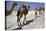 Salt Caravan in Djibouti, Going from Assal Lake to Ethiopian Mountains, Djibouti, Africa-Olivier Goujon-Stretched Canvas