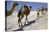 Salt Caravan in Djibouti, Going from Assal Lake to Ethiopian Mountains, Djibouti, Africa-Olivier Goujon-Stretched Canvas