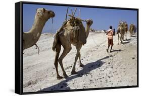 Salt Caravan in Djibouti, Going from Assal Lake to Ethiopian Mountains, Djibouti, Africa-Olivier Goujon-Framed Stretched Canvas