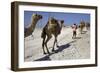 Salt Caravan in Djibouti, Going from Assal Lake to Ethiopian Mountains, Djibouti, Africa-Olivier Goujon-Framed Photographic Print