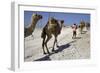 Salt Caravan in Djibouti, Going from Assal Lake to Ethiopian Mountains, Djibouti, Africa-Olivier Goujon-Framed Photographic Print