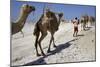 Salt Caravan in Djibouti, Going from Assal Lake to Ethiopian Mountains, Djibouti, Africa-Olivier Goujon-Mounted Photographic Print