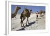 Salt Caravan in Djibouti, Going from Assal Lake to Ethiopian Mountains, Djibouti, Africa-Olivier Goujon-Framed Photographic Print