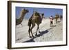 Salt Caravan in Djibouti, Going from Assal Lake to Ethiopian Mountains, Djibouti, Africa-Olivier Goujon-Framed Photographic Print