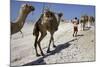 Salt Caravan in Djibouti, Going from Assal Lake to Ethiopian Mountains, Djibouti, Africa-Olivier Goujon-Mounted Photographic Print