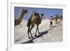 Salt Caravan in Djibouti, Going from Assal Lake to Ethiopian Mountains, Djibouti, Africa-Olivier Goujon-Framed Photographic Print