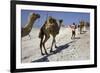 Salt Caravan in Djibouti, Going from Assal Lake to Ethiopian Mountains, Djibouti, Africa-Olivier Goujon-Framed Photographic Print