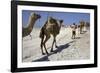 Salt Caravan in Djibouti, Going from Assal Lake to Ethiopian Mountains, Djibouti, Africa-Olivier Goujon-Framed Photographic Print