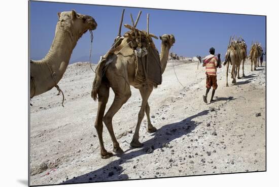 Salt Caravan in Djibouti, Going from Assal Lake to Ethiopian Mountains, Djibouti, Africa-Olivier Goujon-Mounted Photographic Print