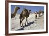 Salt Caravan in Djibouti, Going from Assal Lake to Ethiopian Mountains, Djibouti, Africa-Olivier Goujon-Framed Photographic Print